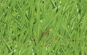 27-Grass Covers Elements Бумажные обои Бельгия
