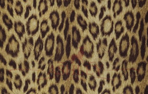 Panthera08-Gold Covers Jungle Club Бумажные обои Бельгия