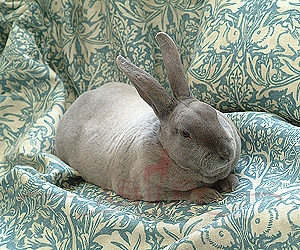 Bunny On Brer Rabbit Detail 2 Lr Morris and Co Art of Decoration IV   