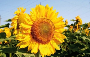 1182-250-372-Sunflower Rafael Rafael_2 Фотообои Германия