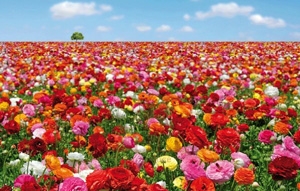 1183-250-279-Flowers-Field Rafael Rafael_2 Фотообои Германия